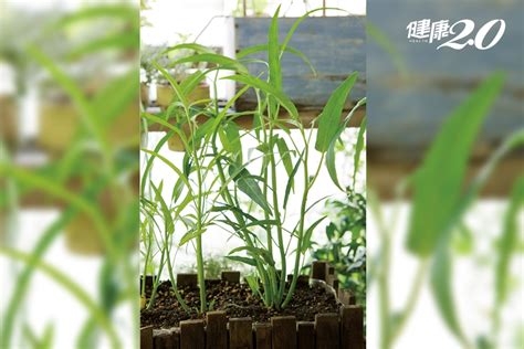 家裡種生菜|陽台就是你的菜園！5種「盛夏蔬菜」在家就能自己種